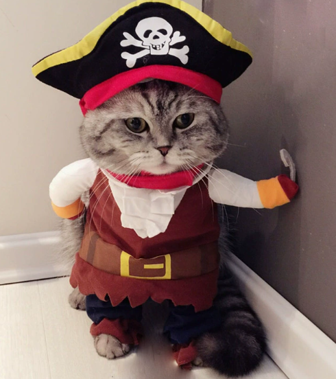Pet Pirate Costume
