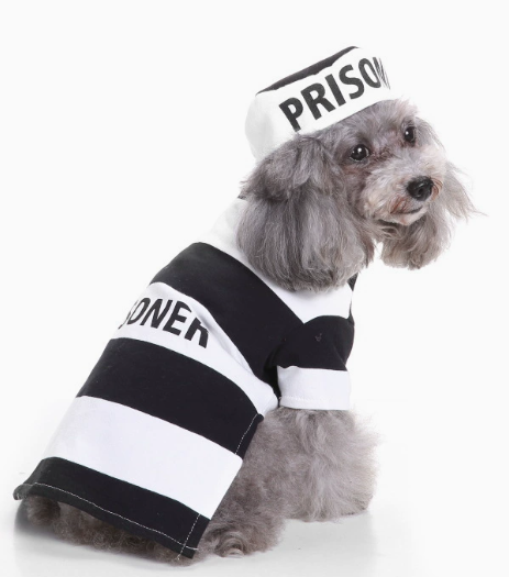 Pet Jailbird Outfit with Hat