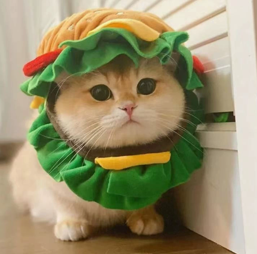 Pet Burger Headwear