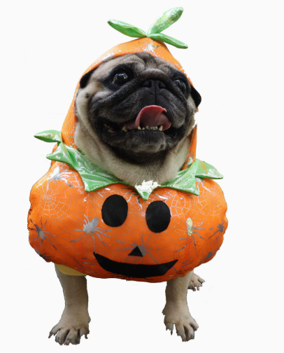 Pet Pumpkin Outfit